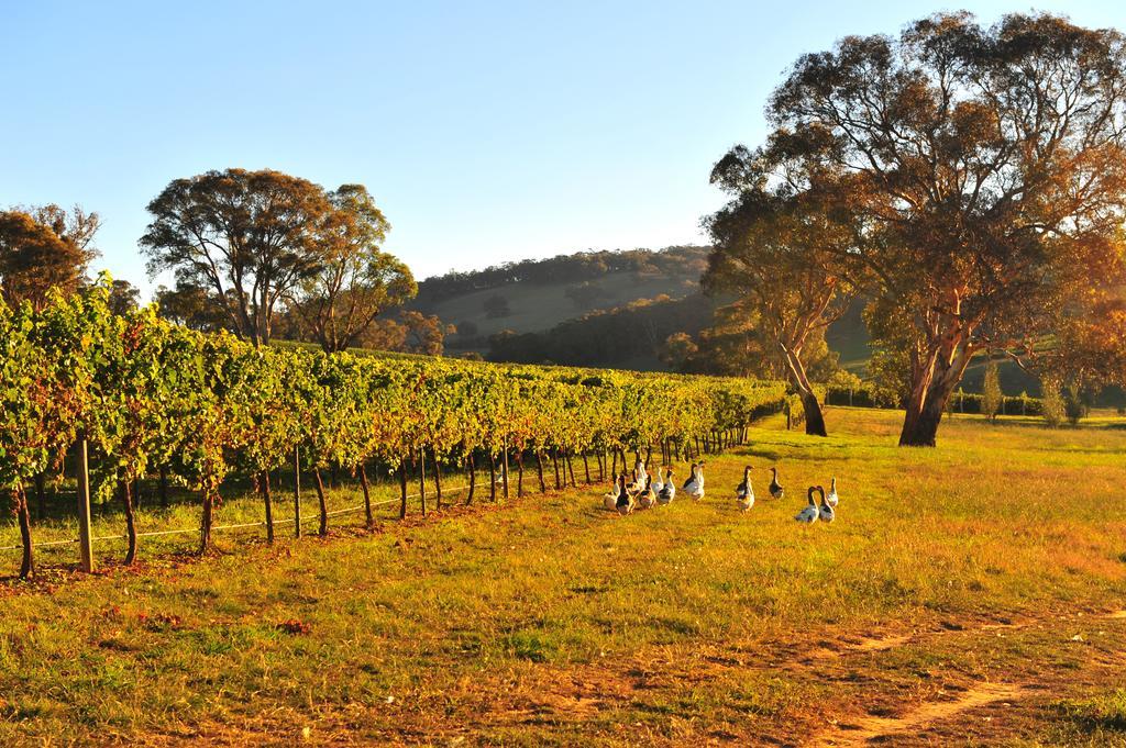Mayfield Vineyard Orange Exterior foto