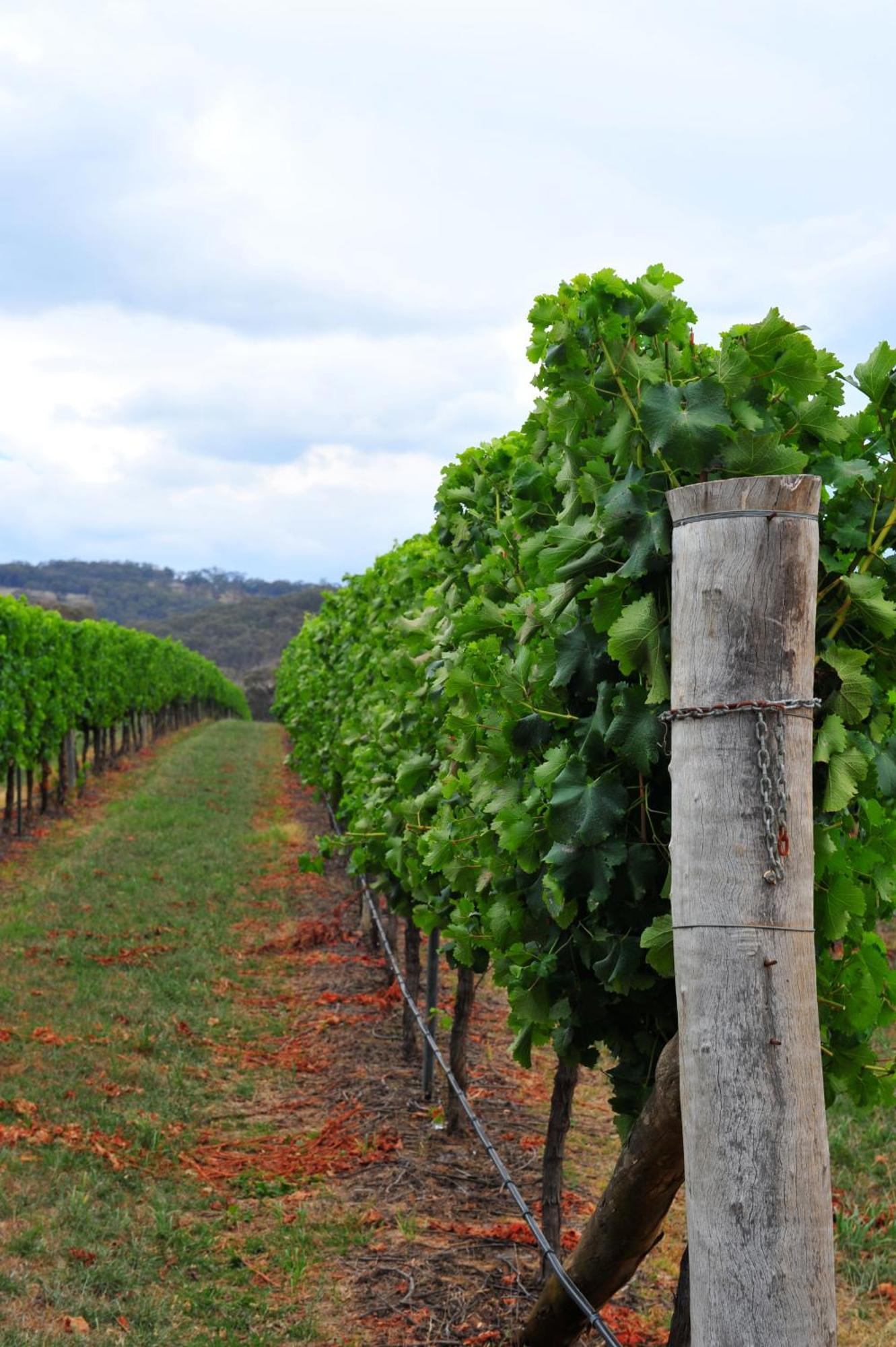 Mayfield Vineyard Orange Exterior foto